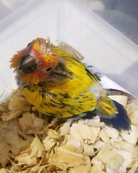 High Yellow Sun Conure Baby Conure Parrots, Sun Conure, Yellow Sun, Boku No Hero Academia Funny, Hero Academia, Parrot, Birds, Sun, Yellow