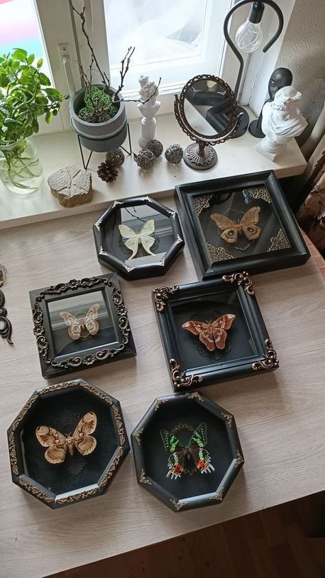 Moth Wall Decor, Maximalist Decor Items, Oddities Home Decor, Moth Wall Art, Moth Room Decor, Moody Cottagecore Aesthetic, Goblincore Home Decor, Vintage Wall Ideas, Moth Decorations