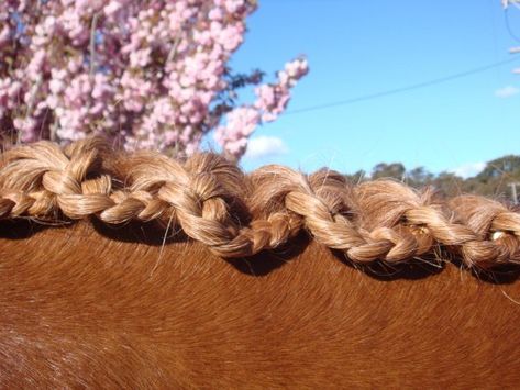 Scalloped braids! I have done this it is so cool! and easy! Braids For Horses, Horse Hair Styles, Horse Hair Ideas, Horse Hairstyles, Mane Braids, Horse Mane Braids, Horse Braids, Tail Ideas, Horse Hair Braiding