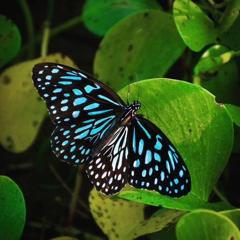 Blue Monarch Butterfly 😍 . . . . . . #blue #monarch #monarchbutterfly #butterflies #butterfly #butterflyphotography #butterfliesofinstagram… Blue Monarch Butterfly, Monarch Butterfly, Blue Butterfly, Insects, Plant Leaves, Vibrant Colors, Blue, Photography, Instagram