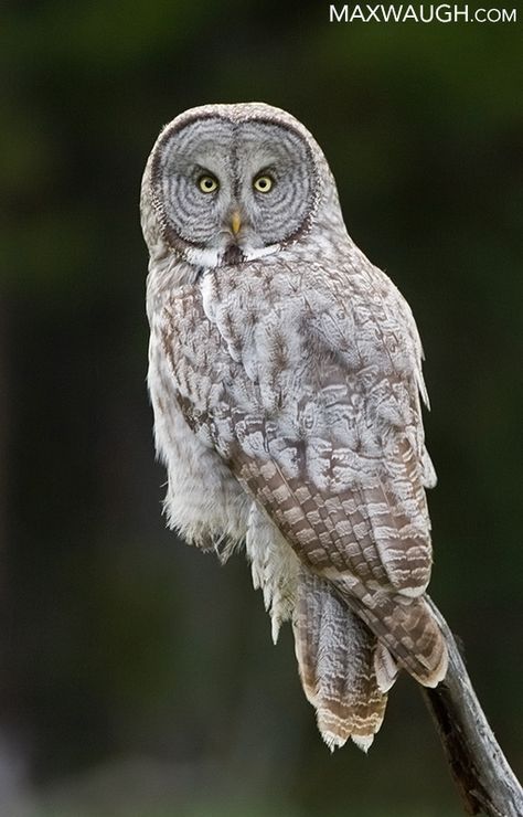 Great Gray Owl, Nocturnal Birds, Owl Photography, Circle Tattoos, Grey Owl, Great Grey Owl, Owl Photos, Cherry Blossom Tattoo, Gray Owl