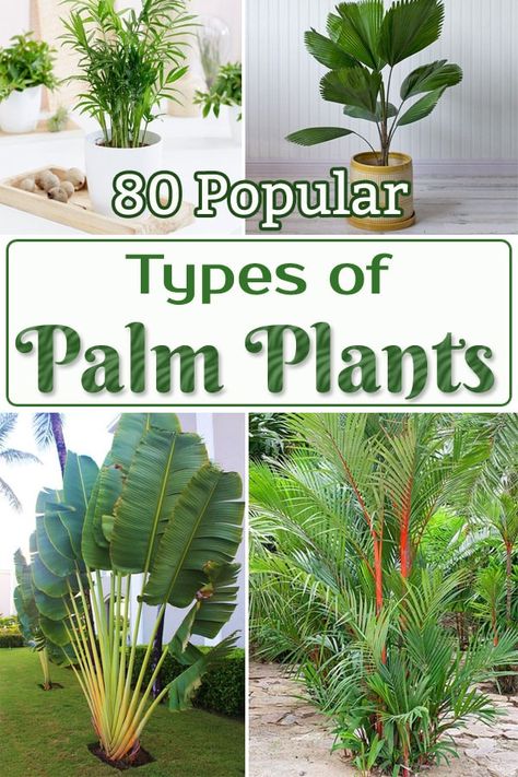 Here's an exclusive list of the Most Popular Types of Palm Plants that you can grow in your home and garden for that tropical feel and look. Under Palm Tree Landscaping, Types Of Palm Trees Outdoor, Plants For Outside Landscapes, Indoor Palms Plants, Tropical Garden Plants Landscaping, Different Types Of Palm Trees, Outdoor Tropical Plants Landscaping, Types Of Tropical Plants, House Palm Tree Plants