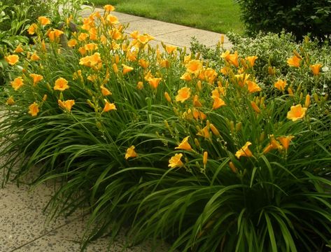 Bud Day Lilies Care, Reblooming Daylilies, Day Lillies, Shady Garden, Daylily Garden, Lily Garden, Day Lilies, Home Landscaping, Garden Yard Ideas