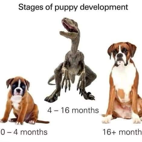 Stages of puppy development Dog Owner Memes, Funny Huskies, Dog Captions, Pigs Farm, Puppy Development, Puppy Stages, Funniest Animals, Rescue Pets, Mini Pigs