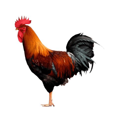 Rooster Images, Rooster Illustration, Best Fb Profile Pic, Chicken Images, Png Pictures, Chicken Pictures, Photo Clipart, Fb Profile, Eyes Wallpaper