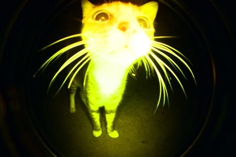 Deep Sea Creature Cat, Cat Fisheye, Deep Sea Aesthetic, Deep Sea Wallpaper, Lomography Fisheye, Deep Sea Creature, Deep Sea Fish, Wizard Cat, Toro Inoue