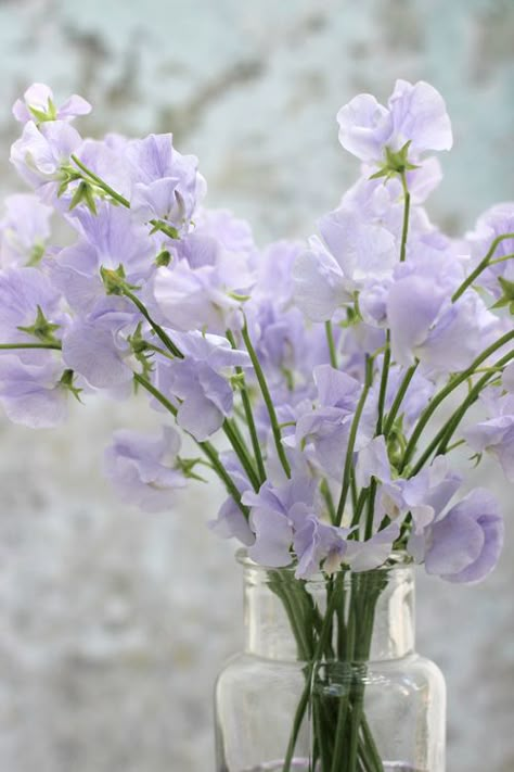 Creative with Flowers-# 42-Pale Purple Sweet Peas- Ingrid Henningsson-Of Spring and Summer Light Purple Wedding Flowers, Sweet Pea Wallpaper, Allium Flowers, Chanel Flower, Light Purple Flowers, Sweet Pea Flowers, Gardening Inspiration, Flower Guide, Pale Purple