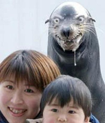 my BIGGEST fear in this world is SEALS. 웃긴 사진, Can't Stop Laughing, Laughing So Hard, Too Funny, Makes Me Laugh, 귀여운 동물, Bones Funny, An Animal, Ha Ha