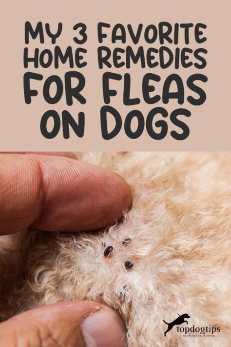 Flea-Free Fidos: Try My Top 3 Home Remedies for Dogs 🐾✨ Home Remedy For Dog Fleas, How To Keep Fleas Off Dogs, Essential Oils To Kill Fleas On Dogs, How To Remove Fleas From Dogs, Best Way To Get Rid Of Fleas On Dogs, Homemade Flea Shampoo For Dogs, Home Remedy For Fleas On Dogs, Dog Fleas Get Rid Of, Flea Remedy For Yard