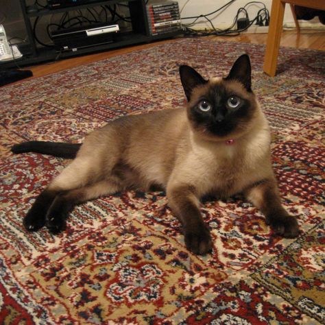 Siamese Aesthetic Cat, Colorpoint Shorthair, Cat Questions, Cat Aesthetic Siamese, Flame Point Siamese Kitten, Low Maintenance Pets, Siamese Cats Blue Point, Tonkinese, Cat Purr