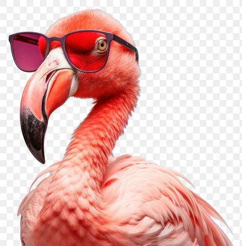 Flamingo Head, Glasses Sunglasses, Flamingo, Sunglasses Accessories, Transparent Background, Miami, Sunglasses, Design