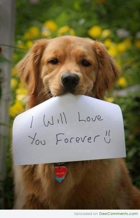 Dog Quotes Love, Golden Retriever Mix, Silky Terrier, Golden Retriever Puppy, Retriever Puppy, Dogs Golden Retriever, Golden Retrievers, Cute Cats And Dogs, Animal Quotes