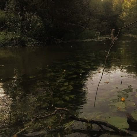 Swamp House Aesthetic, Swamp Landscape Photography, Foggy Swamp Aesthetic, Dark Southern Gothic Aesthetic, Bayou Gothic, Dark Swamp Aesthetic, Swamp Green Aesthetic, Mangrove Aesthetic, Swamp Aesthetic Dark