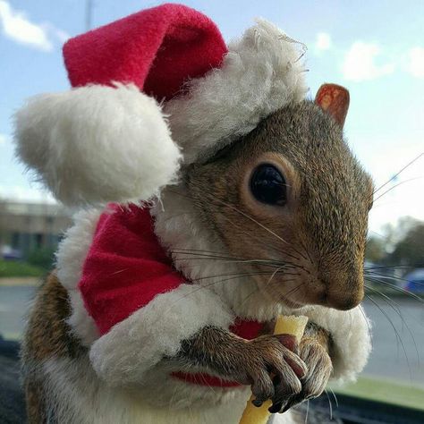 Squirrel Wearing Clothes, Squirrel Pfp, Christmas Profile Pictures, Squirrel Christmas, Christmas Squirrel, Squirrel Pictures, Mouse Photos, Squirrel Funny, Cute Piggies