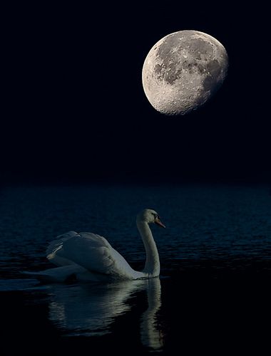 swan, moonlight | Swan by moonlight | Flickr - Photo Sharing! Swan Photos, Swan Drawing, Swan Aesthetic, Swan Wallpaper, Black Swans, Swan Love, Under The Moonlight, Book Story, Yellow Moon