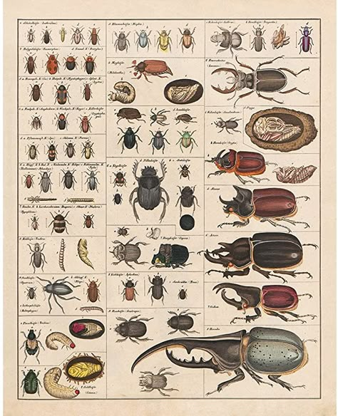 Insect Identification, Beetle Illustration, Types Of Bugs, Insect Species, Moth Print, Insect Print, Insect Collection, Insect Art, Arthropods