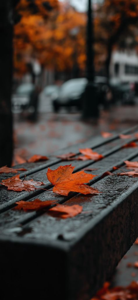 Fall Leaf Aesthetic, Nature Wallpapers Aesthetic, Leaf Aesthetic, Aesthetic Walls, Android Phone Wallpaper, Hd Nature Wallpapers, Photo Album Quote, Nature Wallpapers, Orange Leaf