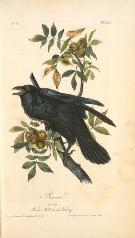 Raven, Old Male (Thick-Shell bark Hickory) - NYPL Digital Collections Bird Flash, Bird Flight, Audubon Prints, Raven Bird, Audubon Birds, Animal Illustration Art, James Audubon, Raven Art, Classic Artwork