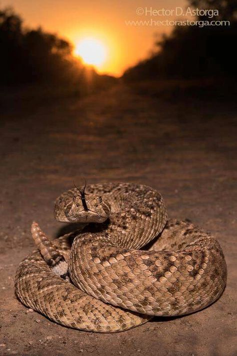 Texas Rattlesnake, Venomous Snake, North American Animals, Texas Sunset, Eagle Pictures, Snake Tattoo Design, Cute Snake, Snake Art, Dangerous Animals