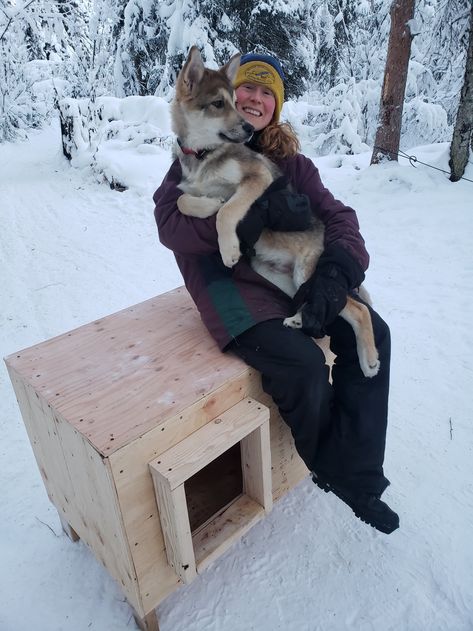 DIY dog house — Alaska Homestead Adventures Large Dog House Plans, Cheap Dog Houses, Dog Mansion, Alaska Homestead, Dog House Plan, Pallet Dog House, Insulated Dog House, Modern Dog Houses, Build A Dog House