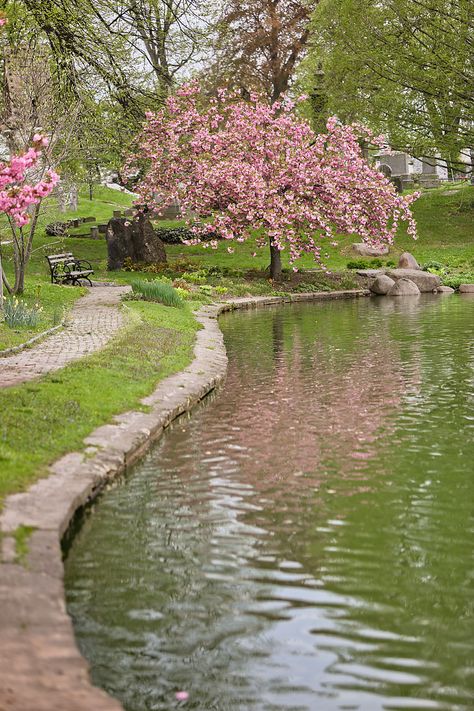 Garden Nails, Aesthetic Garden, Blossom Garden, Cherry Blossom Festival, Cherry Blossom Season, Söt Katt, Garden Aesthetic, Decoration Garden, Spring Landscape