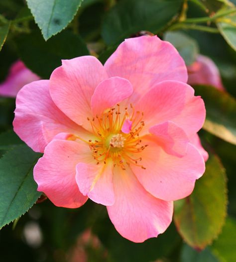 Photos Of Roses, Small Pink Flowers, Fragrant Roses, Shrub Roses, Simple Rose, Plant Diseases, Have Inspiration, Rose Bush, Pretty Plants