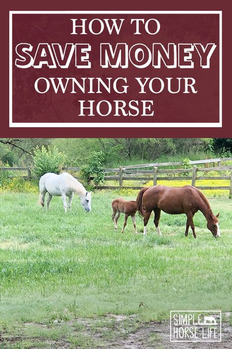 Cost Of Owning A Horse, How To Mount A Horse, Paddock Fencing, Owning Horses, Make Money Homesteading, Diy Horse Stuff, Owning A Horse, Horse Nutrition, Horse Ownership