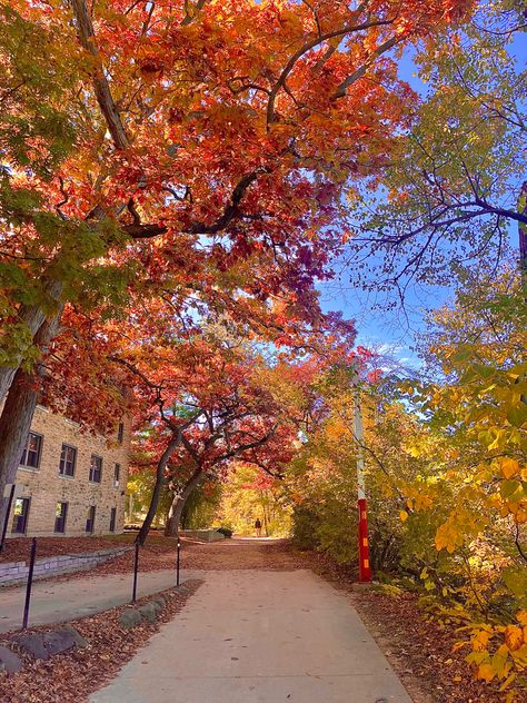 Wisconsin College Aesthetic, Fall In Wisconsin, Fall At College, University Fall Aesthetic, College Halloween Aesthetic, University Of Wisconsin Madison Aesthetic, Madison Season, Sunny Fall Aesthetic, Madison Wisconsin Aesthetic