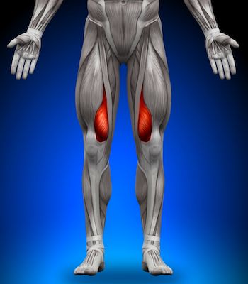 The vastus medialis is a muscle located in our inner thigh just above the knee.... Vastus Medialis Exercises, Vastus Medialis, Quad Muscles, Inner Thigh Muscle, Knee Strengthening Exercises, Quad Exercises, Thigh Muscles, Knee Exercises, Fitness Trends