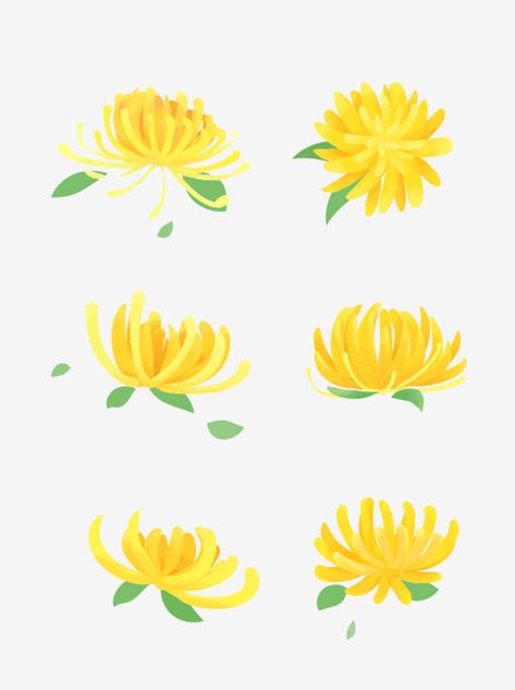 Yellow Drawing Ideas, Painted Chrysanthemum, Flower Drawing Reference, Chrysanthemum Illustration, Flower Wreath Illustration, Chrysanthemum Painting, Flower Chrysanthemum, Yellow Chrysanthemum, Wreath Illustration