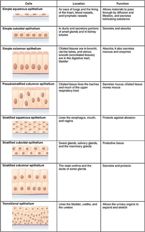 Epithelium - Wikipedia, the free encyclopedia Transitional Epithelium Histology, Pseudostratified Columnar Epithelium, Simple Cuboidal Epithelium, Epithelium Tissue, Simple Columnar Epithelium, Transitional Epithelium, Simple Squamous Epithelium, Squamous Epithelium, Epithelial Tissue