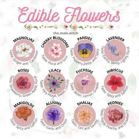 Food Safe Flowers For Cake, Flowers You Can Eat, Flower Season Mood Food, Witchy Garden Party, Flower Drinks, Edible Flower Garden, Flower Recipes, Edible Flowers Recipes, Heal Your Soul