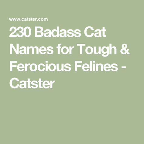 230 Badass Cat Names for Tough & Ferocious Felines - Catster Badass Cat Names, Badass Names, Female Names, Cat Names, Warrior Cats, Cat Girl, Girl Names, Cats And Dogs, Cat Lady