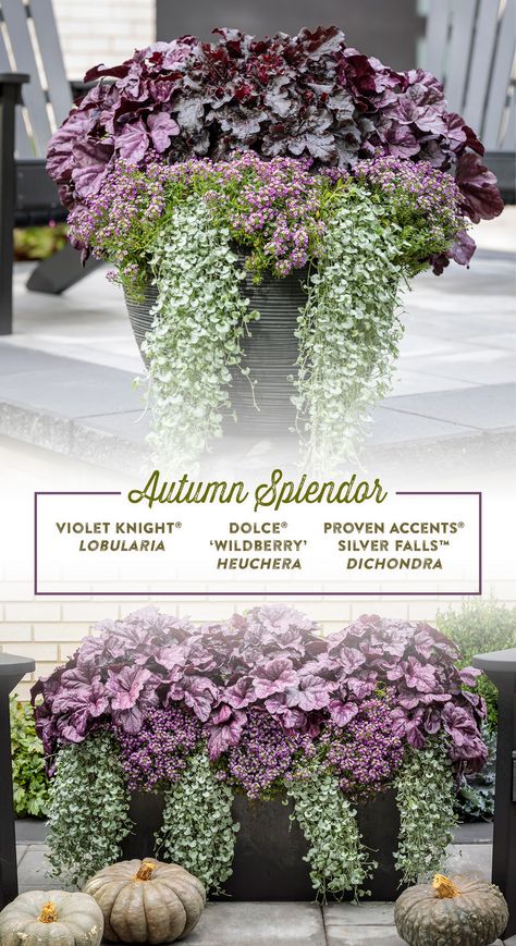 Purple And White Fall Porch, Sedum In Containers Planters, Purple Fountain Grass Fall Container, Autumn Garden Pots Ideas, Heuchera Pot Ideas, Fall Potted Plants Front Porches Shade, Fall Patio Planter Ideas, Modern Fall Planters, Fall Garden Containers