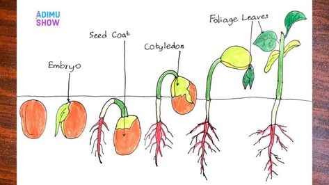 Germination of Seeds. How to draw germination of seeds step by step for beginners. #biology #flashcards #science Biology Flashcards, Germination Of Seeds, Happy Birthday Wishes Song, Biology Diagrams, Science Diagrams, Birthday Wishes Songs, Seed Germination, Plant Drawing, False Ceiling Design