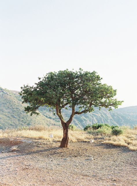 Lone Olive Tree in Kefalonia Greece | photography by http://www.victoriaphippsphotography.co.uk/ Olive Tree Aesthetic, Olive Tree Care, Bonsai Inspiration, Growing Olive Trees, Dream Garden Backyards, Modern Water Feature, Front Lawn Landscaping, River Rock Garden, Backyard Covered Patios