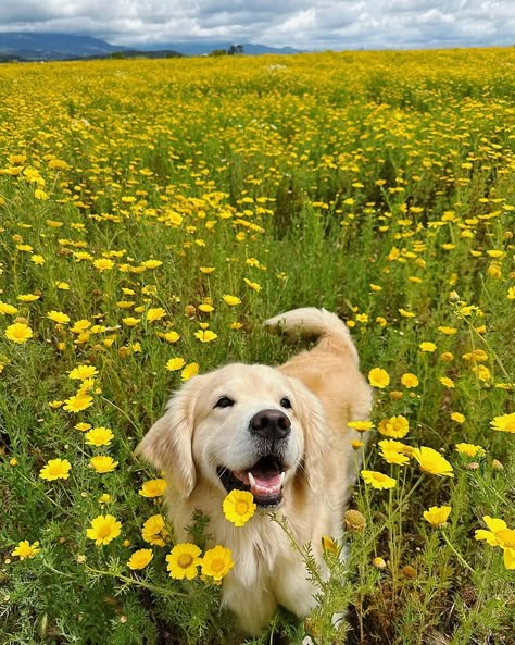 Maui | Golden Retriever | Why a corgi and a golden retriever? I never thought I would get the second dog, and not a golden retriever. Looking back, I think it’s… | Instagram Golden Retriever Aesthetic, Cute Dogs Images, Cute Animals Puppies, Very Cute Dogs, A Golden Retriever, Dream Dog, Golden Retriever Puppy, Retriever Puppy, Dogs Golden Retriever