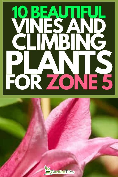 10 Beautiful Vines And Climbing Plants For Zone 5 Climbing Shade Plants, Plants For Zone 5, Zone 4 Perennials, Climbers For Shade, Climbing Flowering Vines, Vine Fence, Honeysuckle Plant, Evergreen Climbers, Vine Plants