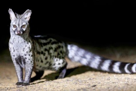 Coolest Nocturnal Animals Around the World Unhinged Photos, Spotted Genet, Rikki Tikki Tavi, Fantasy Mounts, Nocturnal Wonderland, Two Toed Sloth, Large Moth, Three Toed Sloth, Slow Loris