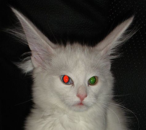 Cat with long ears and two different color eyes / red eye reflection from flash / green eye reflection from flash White Cat, Cute Cats, Kittens, Cute Animals, Kitty, My Saves, Memes, Dogs, Pinterest Likes