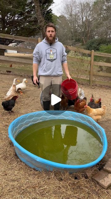 Come empty out the duck pool with me 

#homestead #homesteader #raisingchickens #raisingducks #duckpool #gardening | Instagram Indian Runner Duck Coop, Stock Tank Duck Pond, Duck Pool With Drain, Duck Ponds Backyard Diy, Diy Duck Waterer, Duck Pool Ideas, Diy Duck Enclosure Ideas, Diy Duck Pond, Duck Pond Ideas