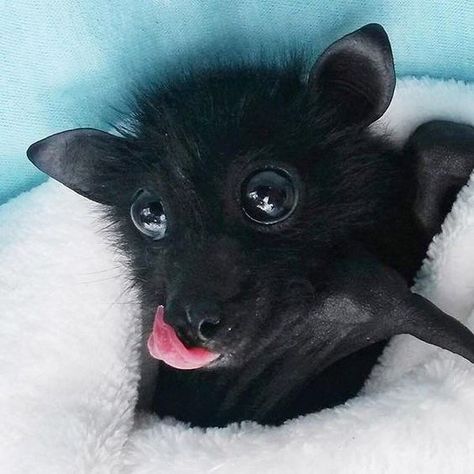 It's Bat Appreciation Day And We Totally Appreciate These Photos Of Baby Bats Cute Bat Picture, Bat Cute, Fruit Bats, Cute Bats, Fruit Bat, Baby Bats, Cute Bat, Pretty Animals, Black Bat