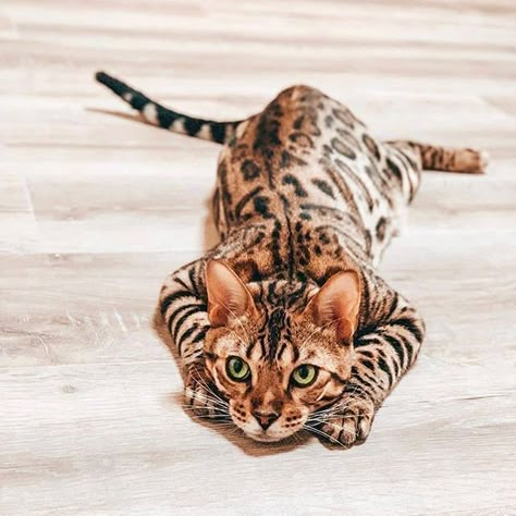 15 Brilliant Facts You Didn’t Know About Bengal Cats | PetPress White Bengal Cat, Bengal Cat Facts, Gato Bengali, Bengal Cat Kitten, Most Popular Cat Breeds, Popular Cat Breeds, Animals Tattoo, Tattoo Nature, Egyptian Mau