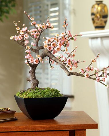 I want a sakura bonsai. Donations? Thanks in advance. ^_^ Bonsai For Beginners, Cherry Bonsai, Bonsai Indoor, Jade Bonsai, Beautiful Bonsai, Artificial Plants And Trees, Mini Bonsai, Image Nature, Magic Garden