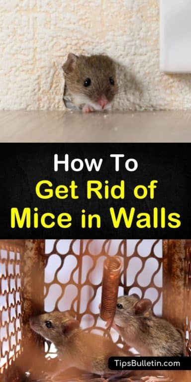 Chewed through plastic bags, scratching noises in the walls, and unexplained black shiny droppings all point to a mouse problem in your home. Learn how to use peppermint oil and other pest control methods to get rid of mice in walls. #mouseproblem #pestcontrol #micewall Ways To Get Rid Of Mice, Mice In House, Mouse Deterant, Mouse Repellent Diy, Natural Remedies To Get Rid Of Mice, Mouse In The Wall, Home Remedy To Get Rid Of Mice, Diy Mice Repellent, Mice Prevention