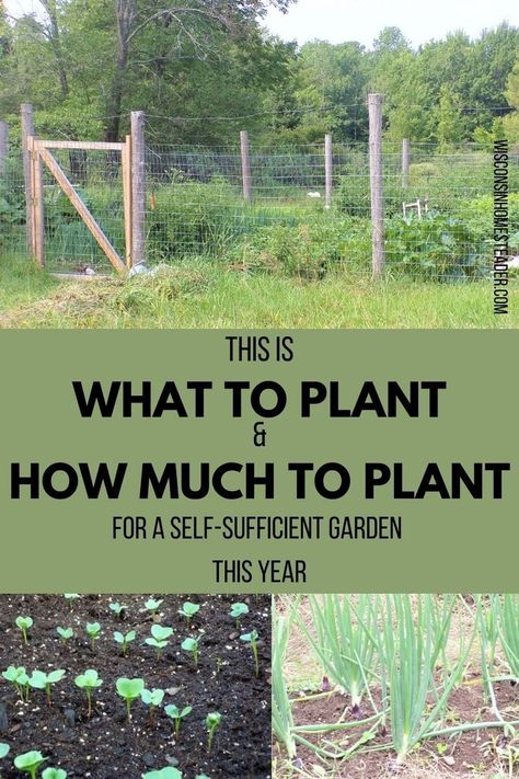 Garden Self Sufficient, Self Sufficient Garden Layout, Being Self Sufficient, Self Sufficient Garden, Self Sufficient Homestead, Homesteading Animals, Self Sufficient, Vegetable Garden Raised Beds, Homestead Gardens