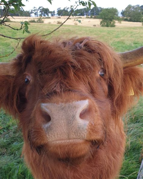 Holiday Home 4 Rent Scotland on Instagram: “Happy #coosday from Morven ❤. . . . . . #highlandcow #heilancoo #scottishfold #scottishcattle #highlanders #redhead #ginger #hairycow…” Sage Core, Long Haired Cows, Garden Homestead, Bag Of Holding, Highland Cattle, Rudy Pankow, Baby Cow, Domestic Animals