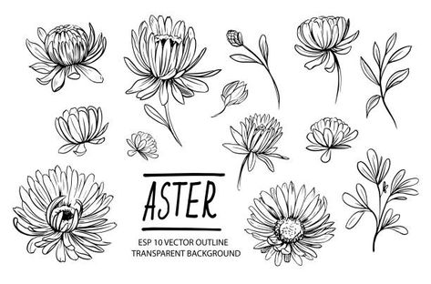 Flower Drawing Outline, Aster Flower Drawing, Aster Tattoo, Aster Flower Tattoos, Aster Flowers, Aster Flower, Birth Flower Tattoos, Flower Sketches, Flower Template