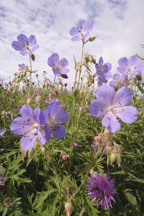 Geranium Aesthetic, Cheyenne 2022, Comet Observatory, Idaho Wildflowers, Bee Plants, Geranium Pratense, Secret Garden Theme, Wild Geranium, Habitat Garden