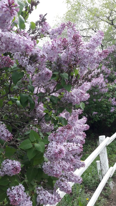 Lilac bush Lilac Tree Aesthetic, Lilac Bushes Landscaping, Lilac Trees And Bushes, Lilac Bush Landscaping, Lilac Plants, Spring Season Flowers, Lilac Trees, Coffee Kombucha, Lilac Plant